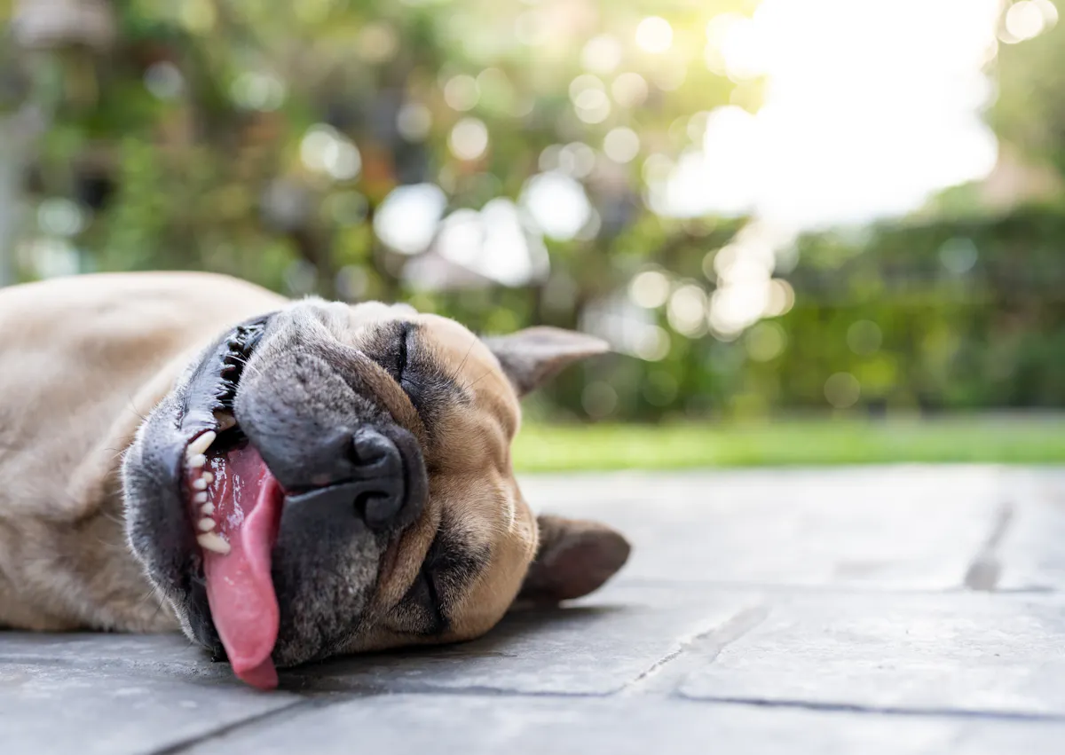 bulldog qui tire la langue sur le flanc