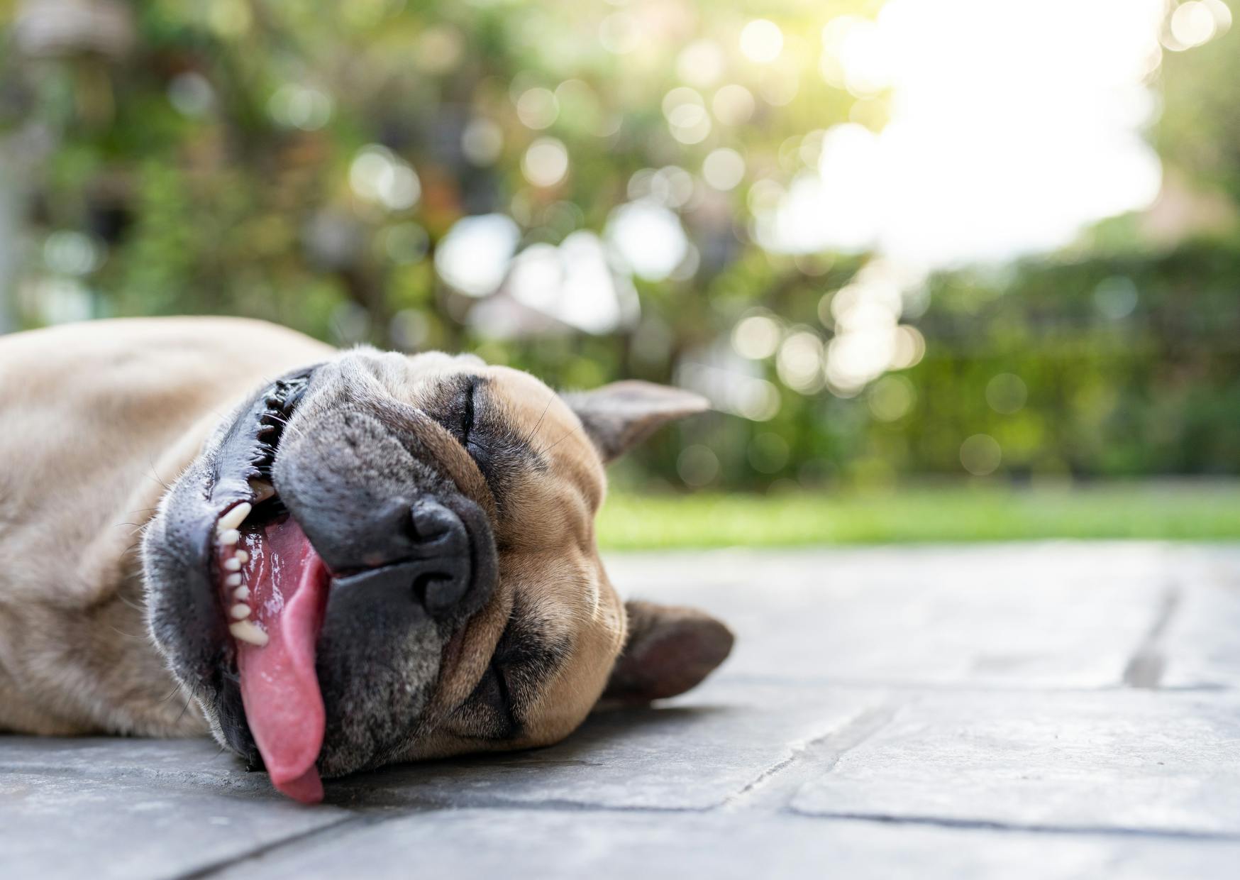bulldog qui tire la langue sur le flanc