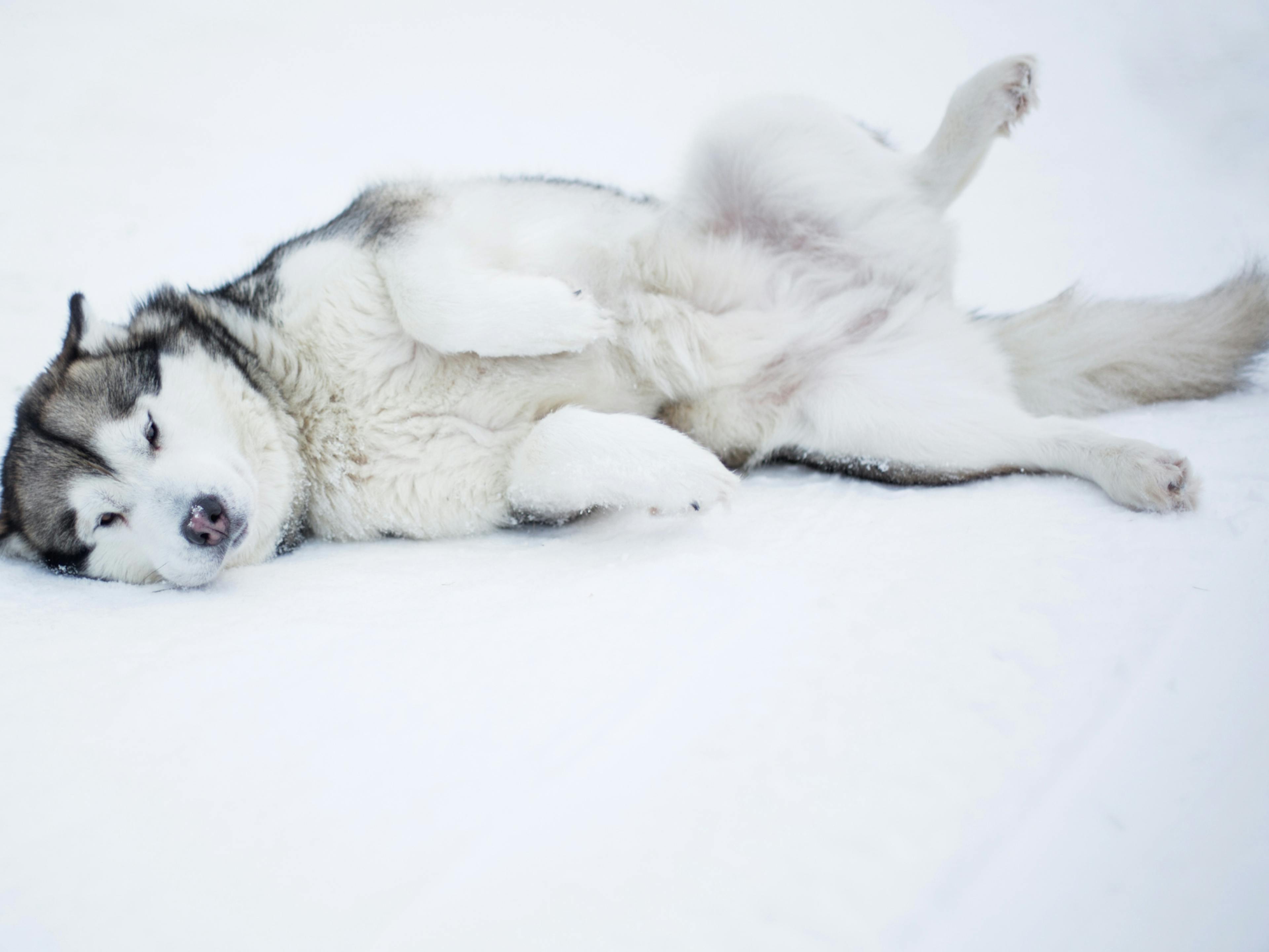 chien faisant une crise d'épilepsie