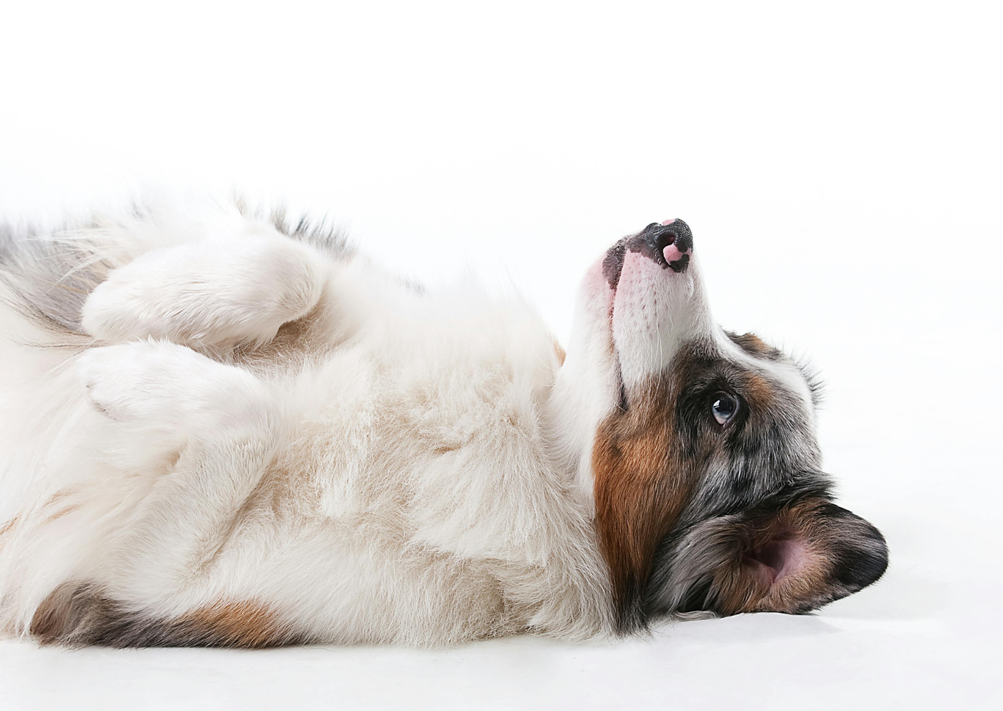 chien sur le dos