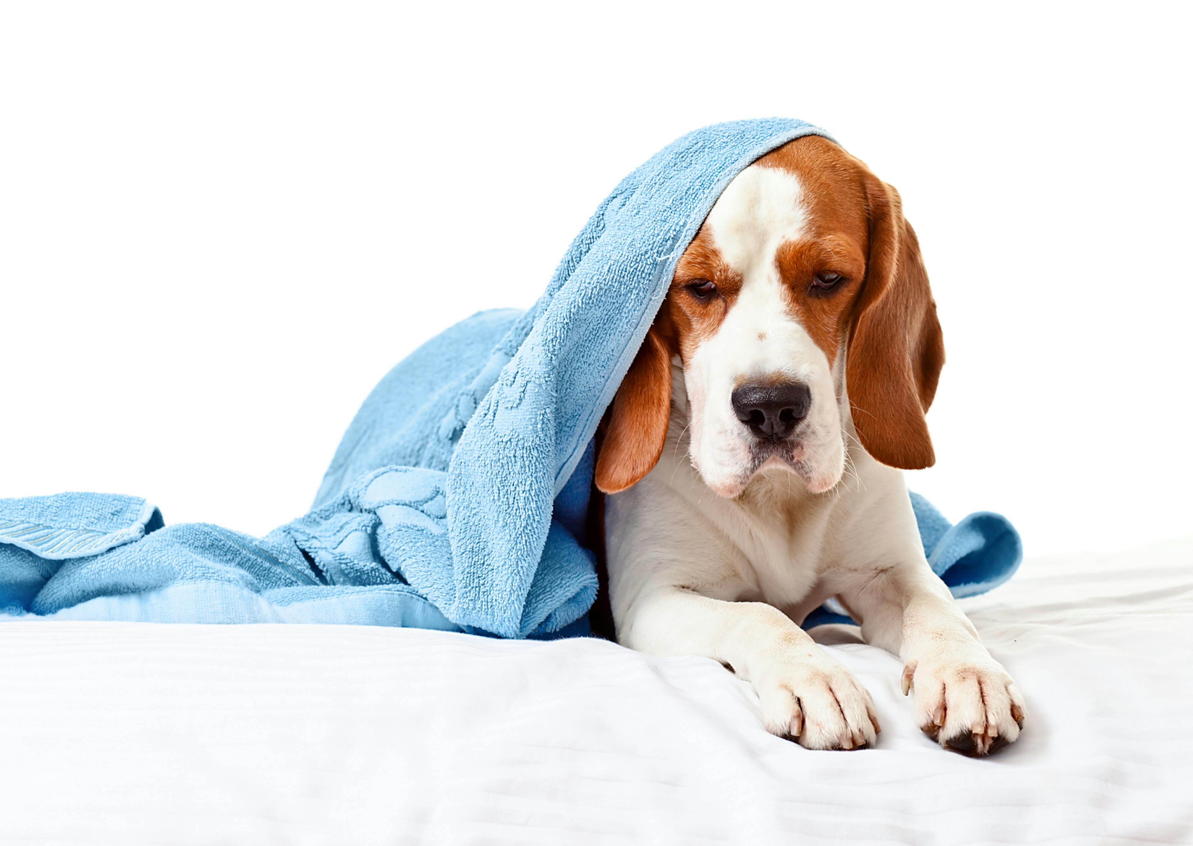 chien malade avec un drap bleu sur lui 