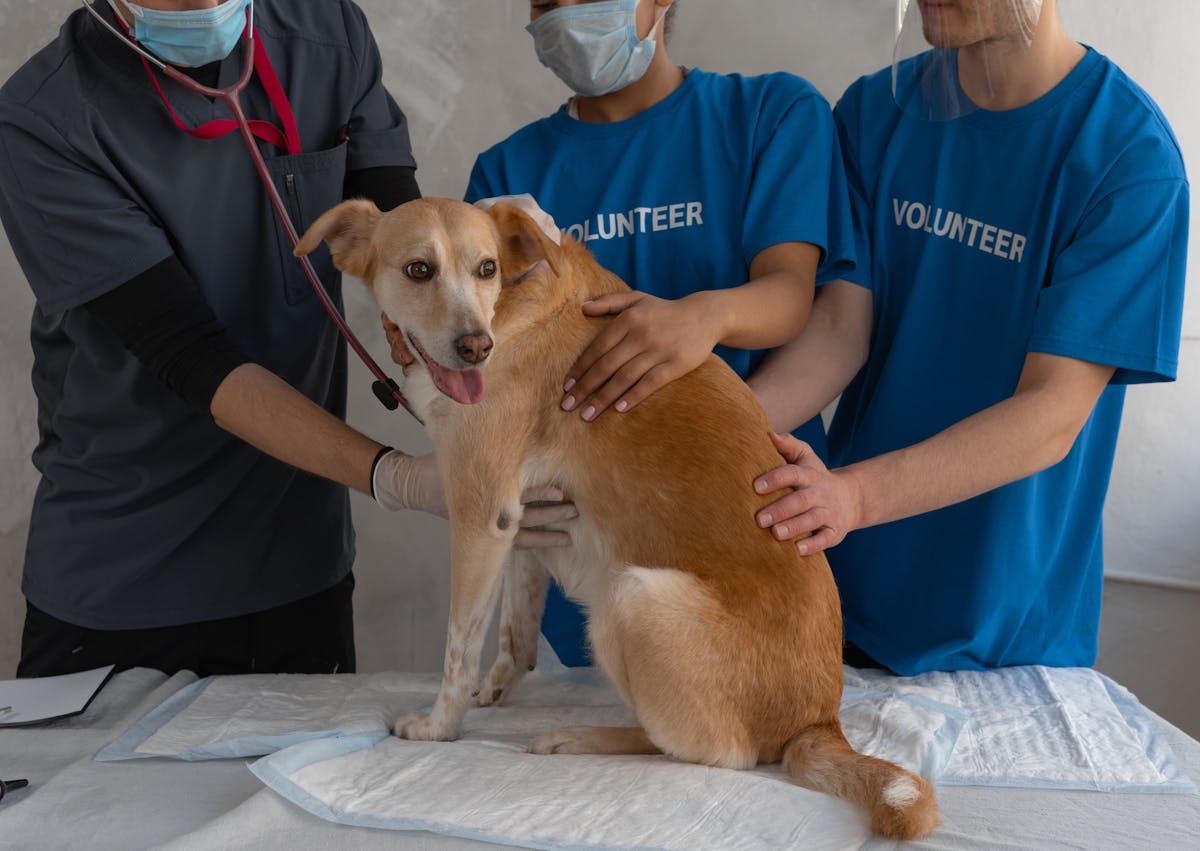 chien qui se fait osculter par 3 vétérinaire