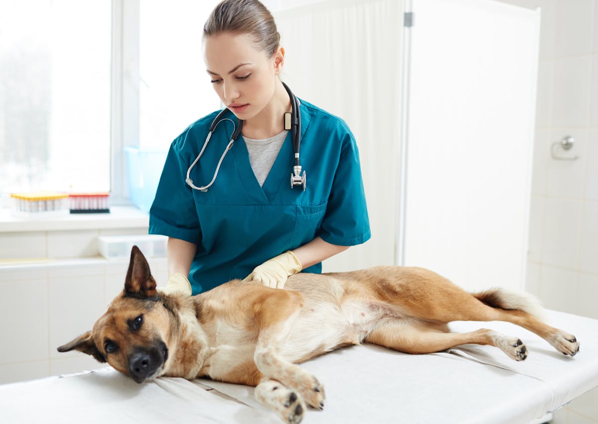 chien qui se fait osculter par une vétérinaire