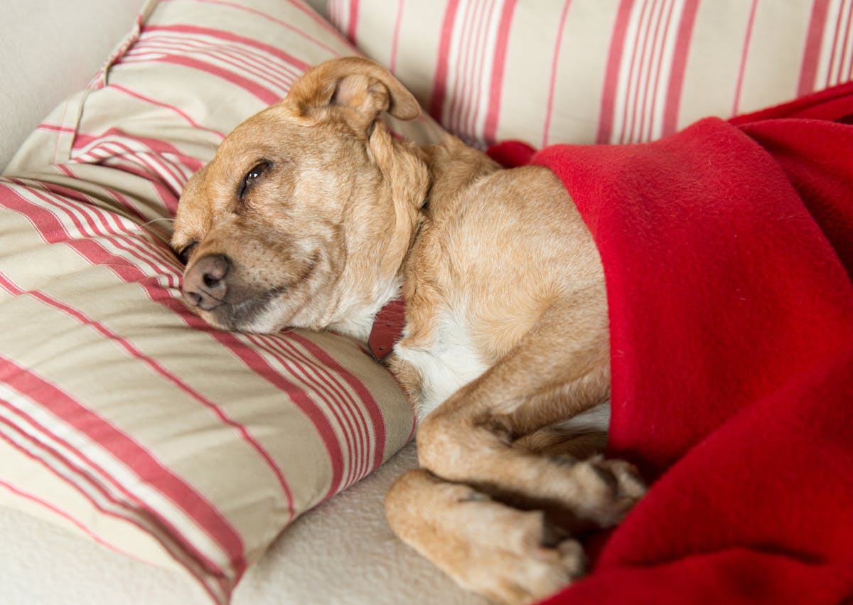 chien couché sur un canapé avec un drap sur lui