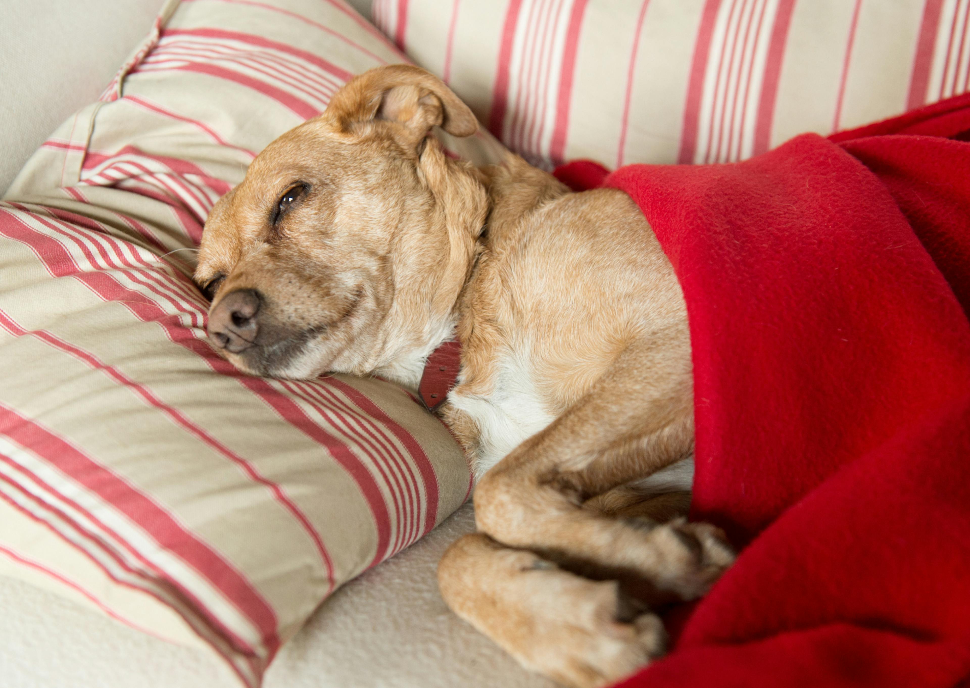 chien couché sur un canapé avec un drap sur lui