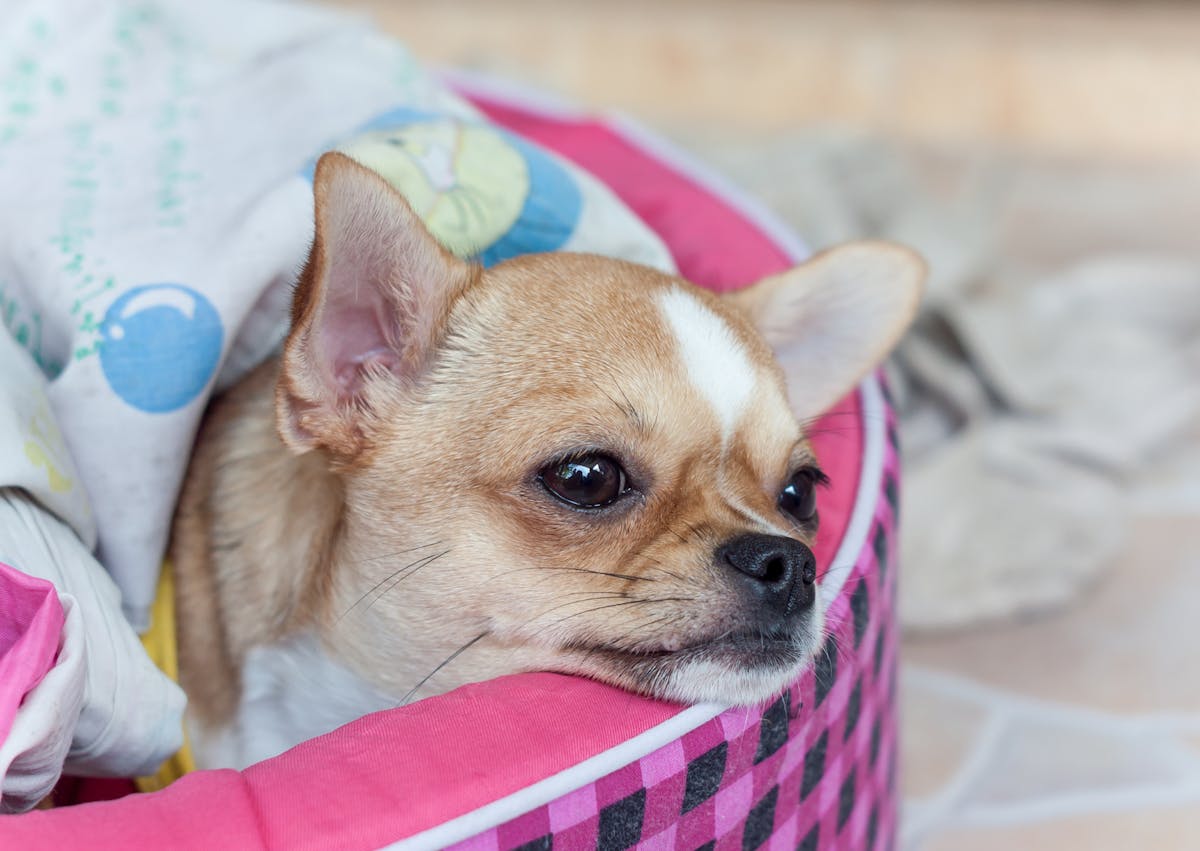 chien couché dans un panier rose