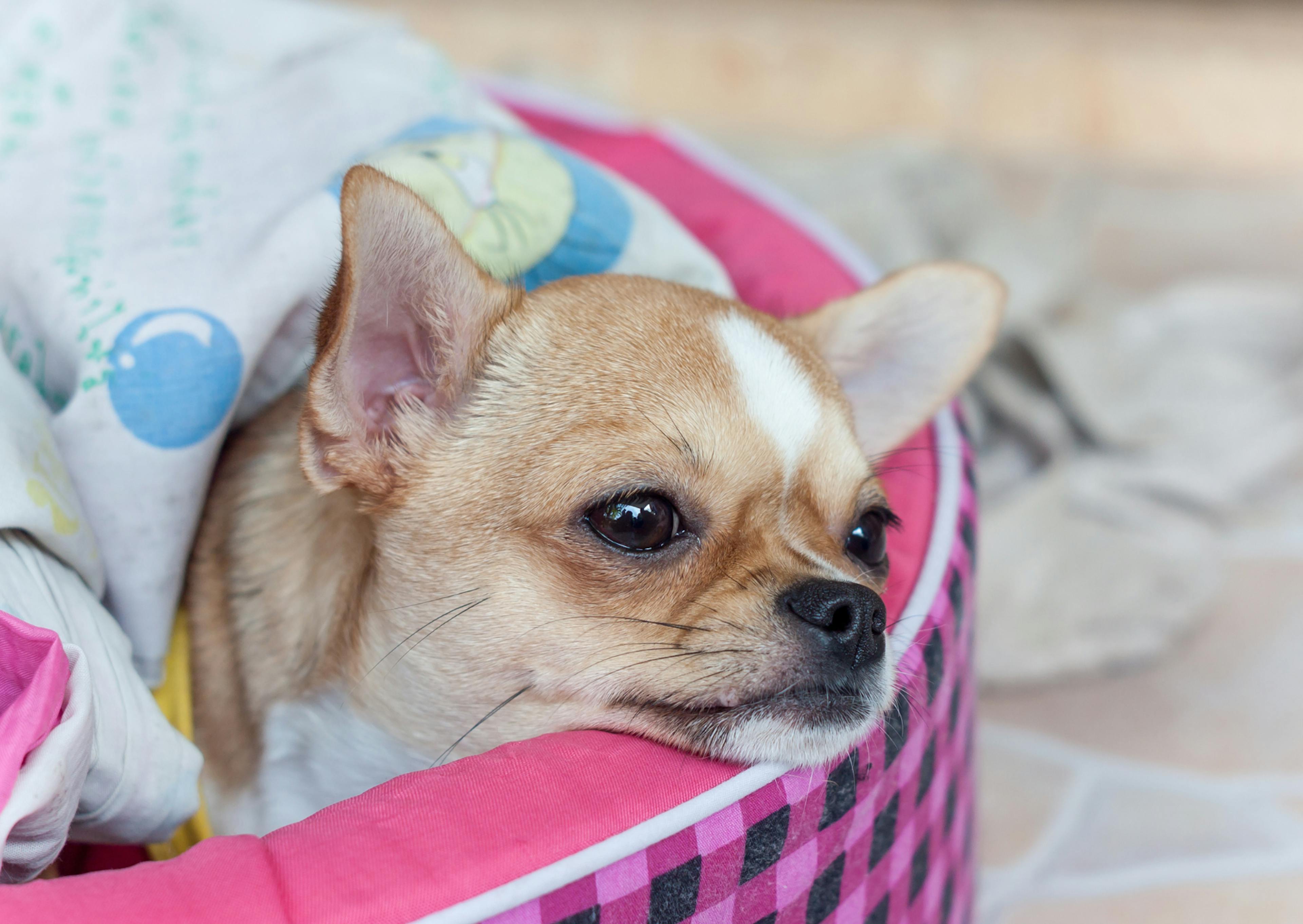 chien couché dans un panier rose 
