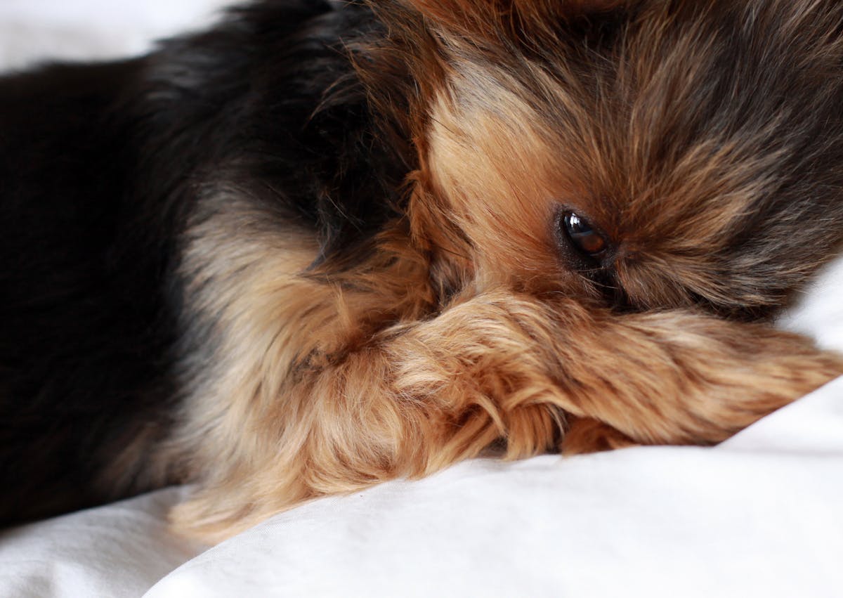 chien couché sur des draps blancs