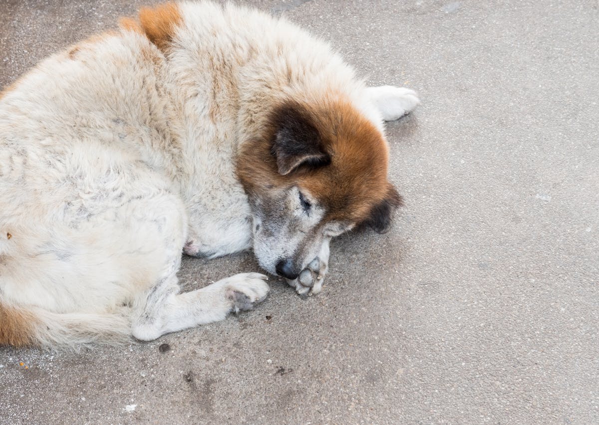 chien couché sur le sol