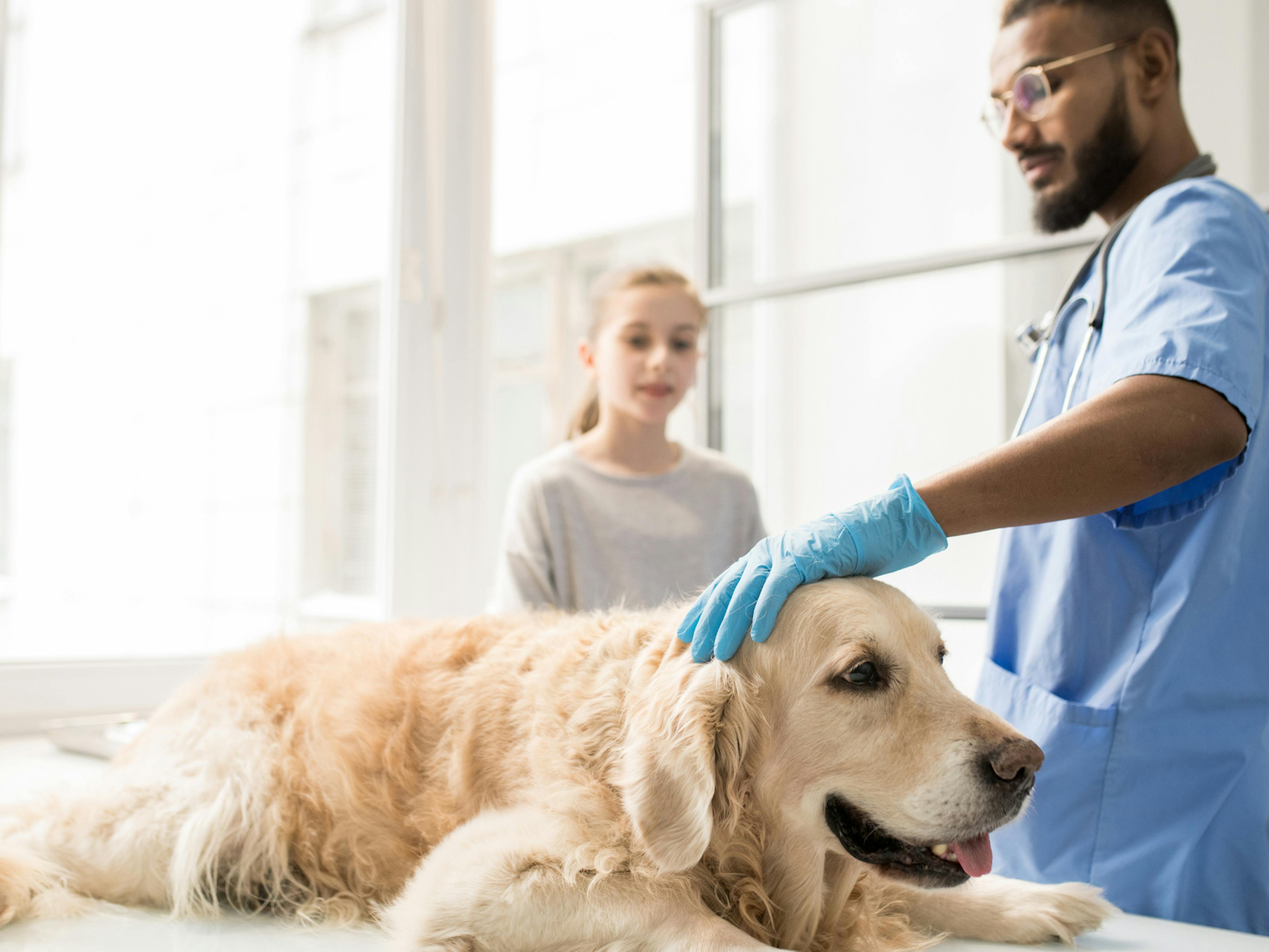 chien malade chez le vétérinaire, il a une Hernie discale