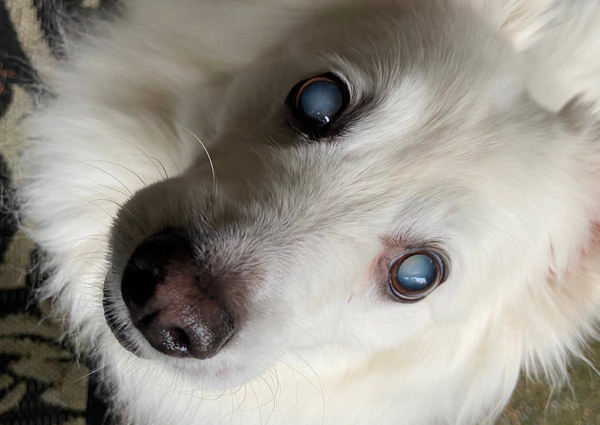 chien qui lève la tête vers le haut