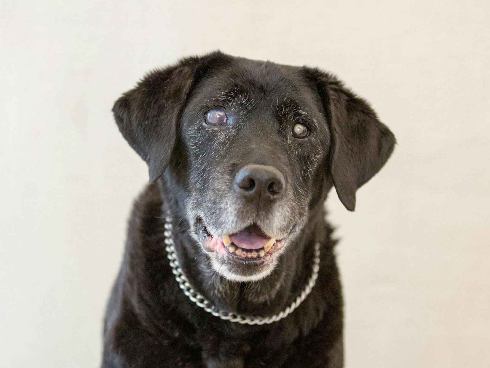 chien qui tire la langue, il a une Cataracte