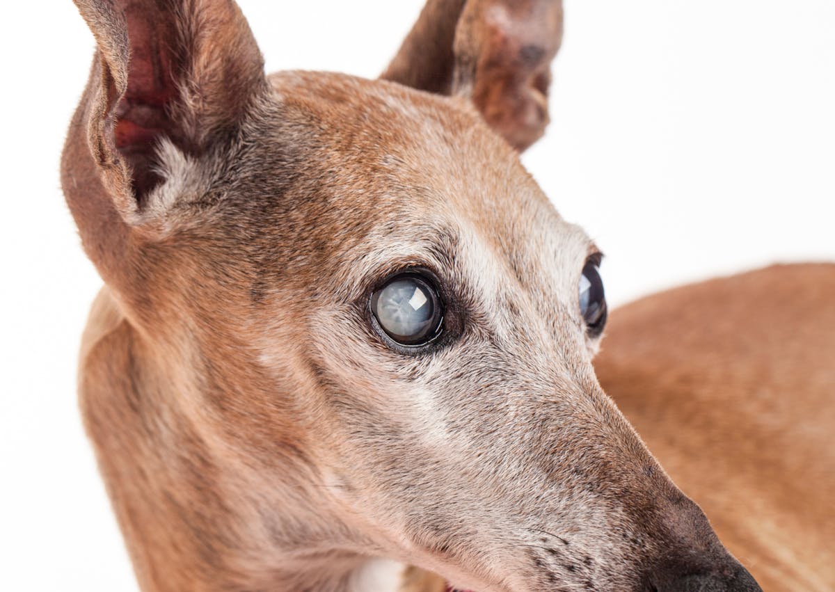 chien qui regarde sur le côté, il a une Cataracte