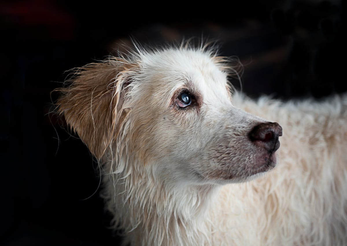 chien qui regarde sur le côté vers le haut