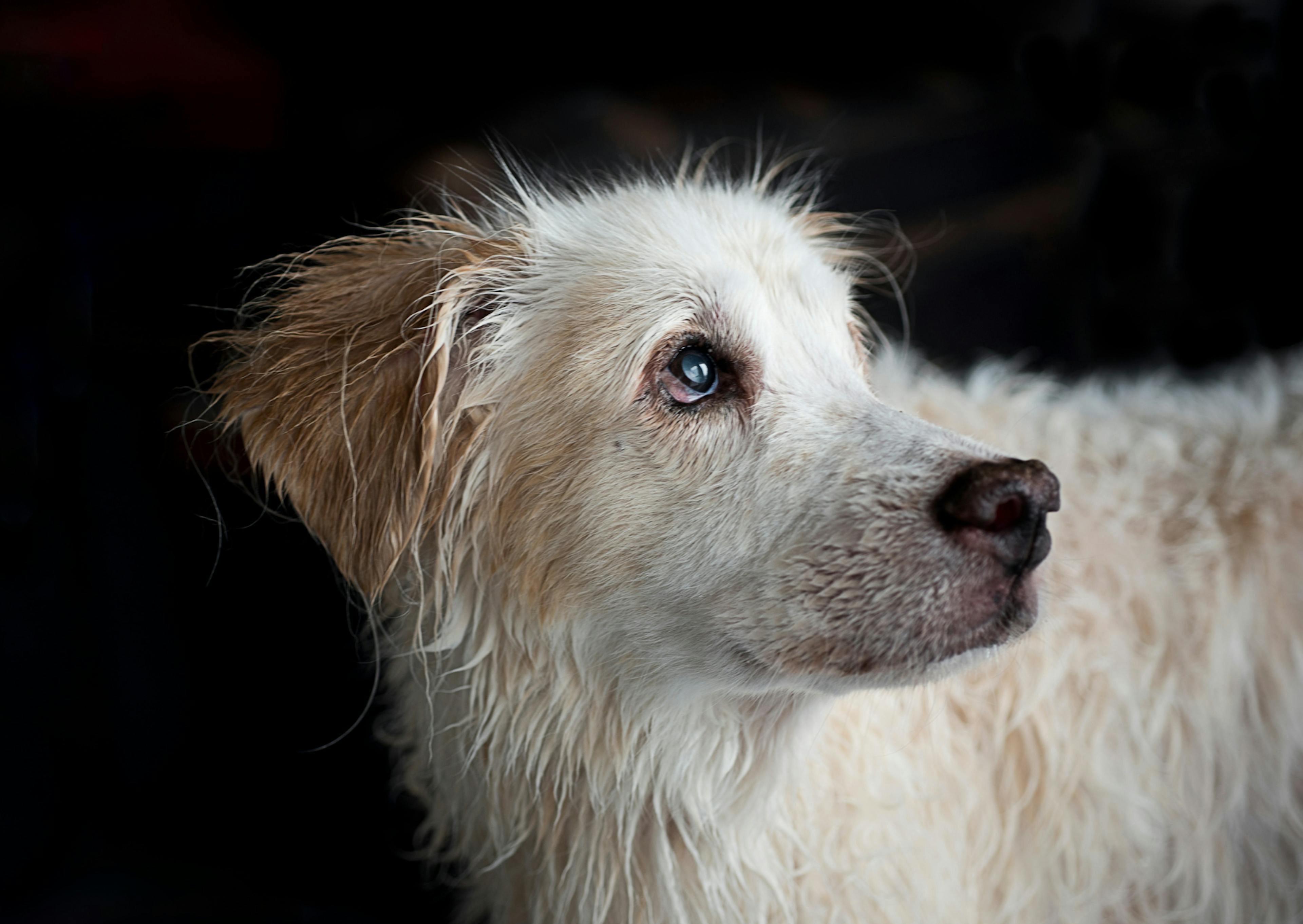 chien qui regarde sur le côté vers le haut 