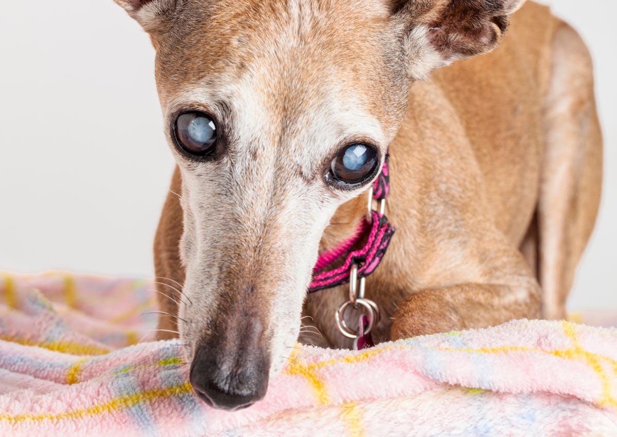 chien qui sent des draps