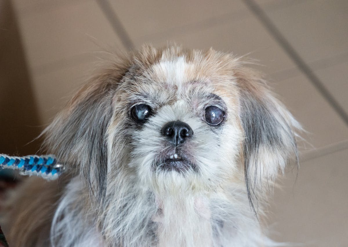 chien ayant une Cataracte, il regarde evrs le haut 