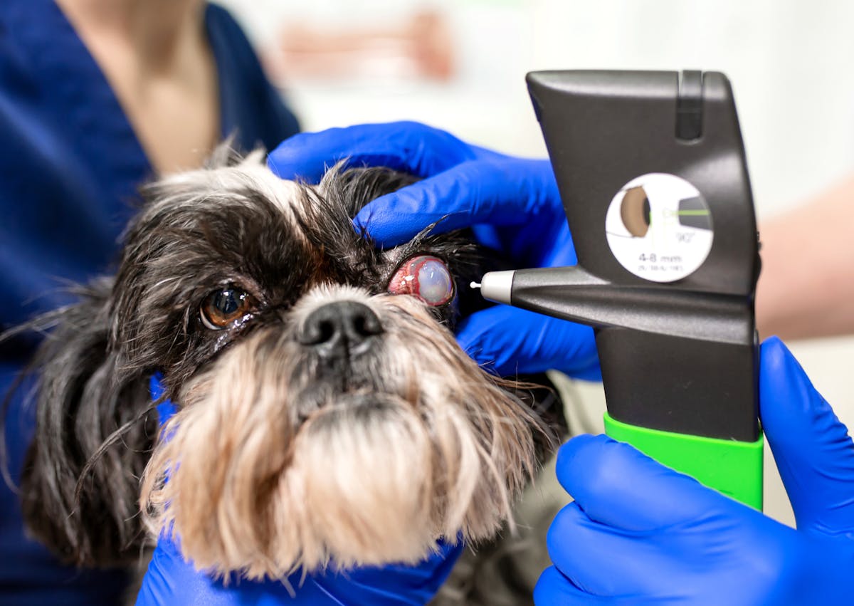 chien qui se fait osculter la Cataracte