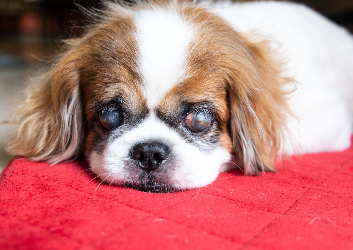chien couché sur un draps rouge