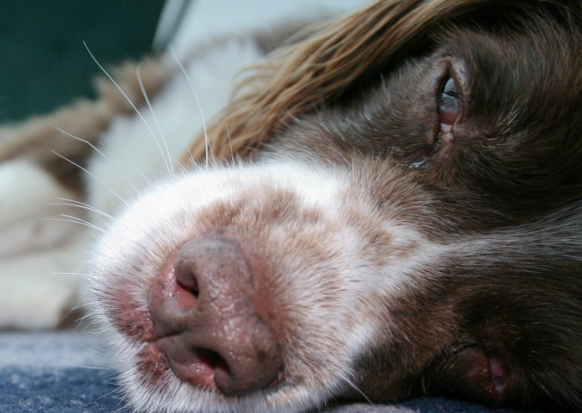 chien couché et fatigué