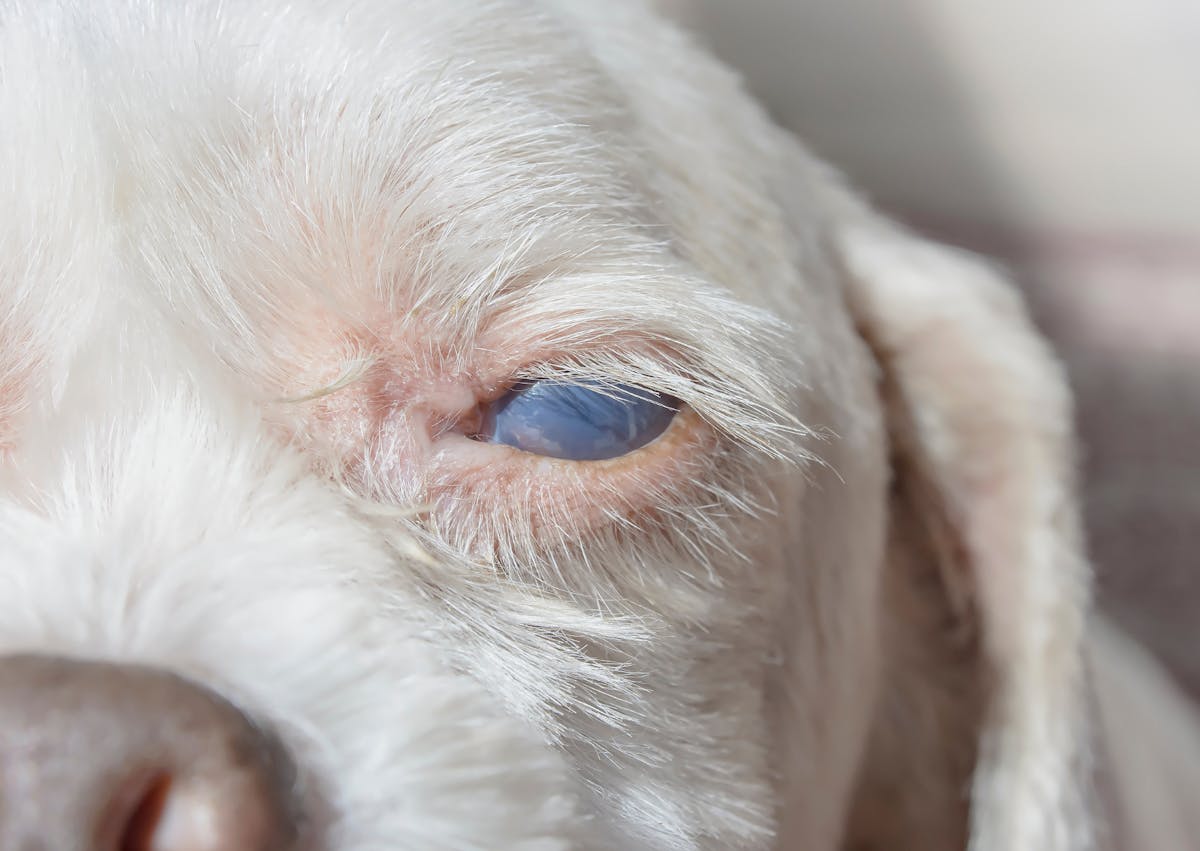 chien blanc avec une Cataracte