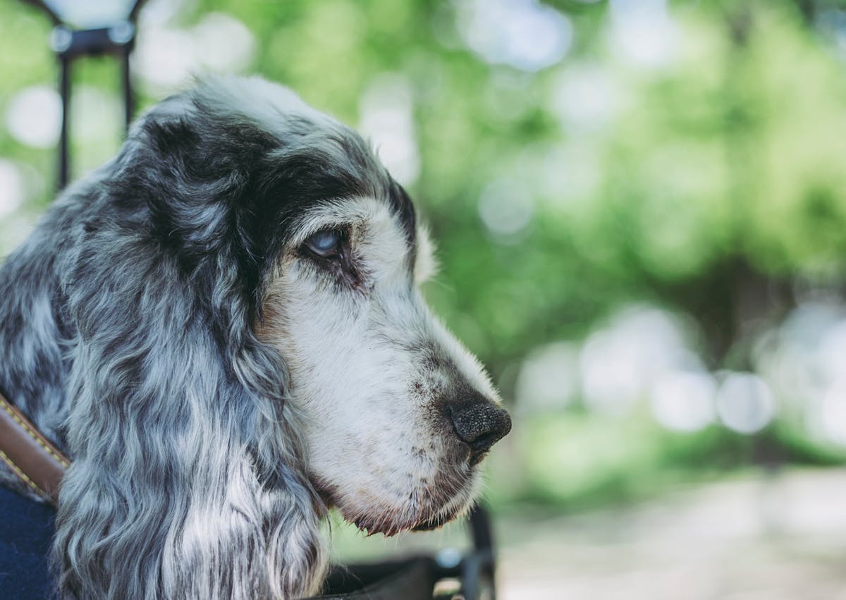chien dehors, qui regarde sur le côté