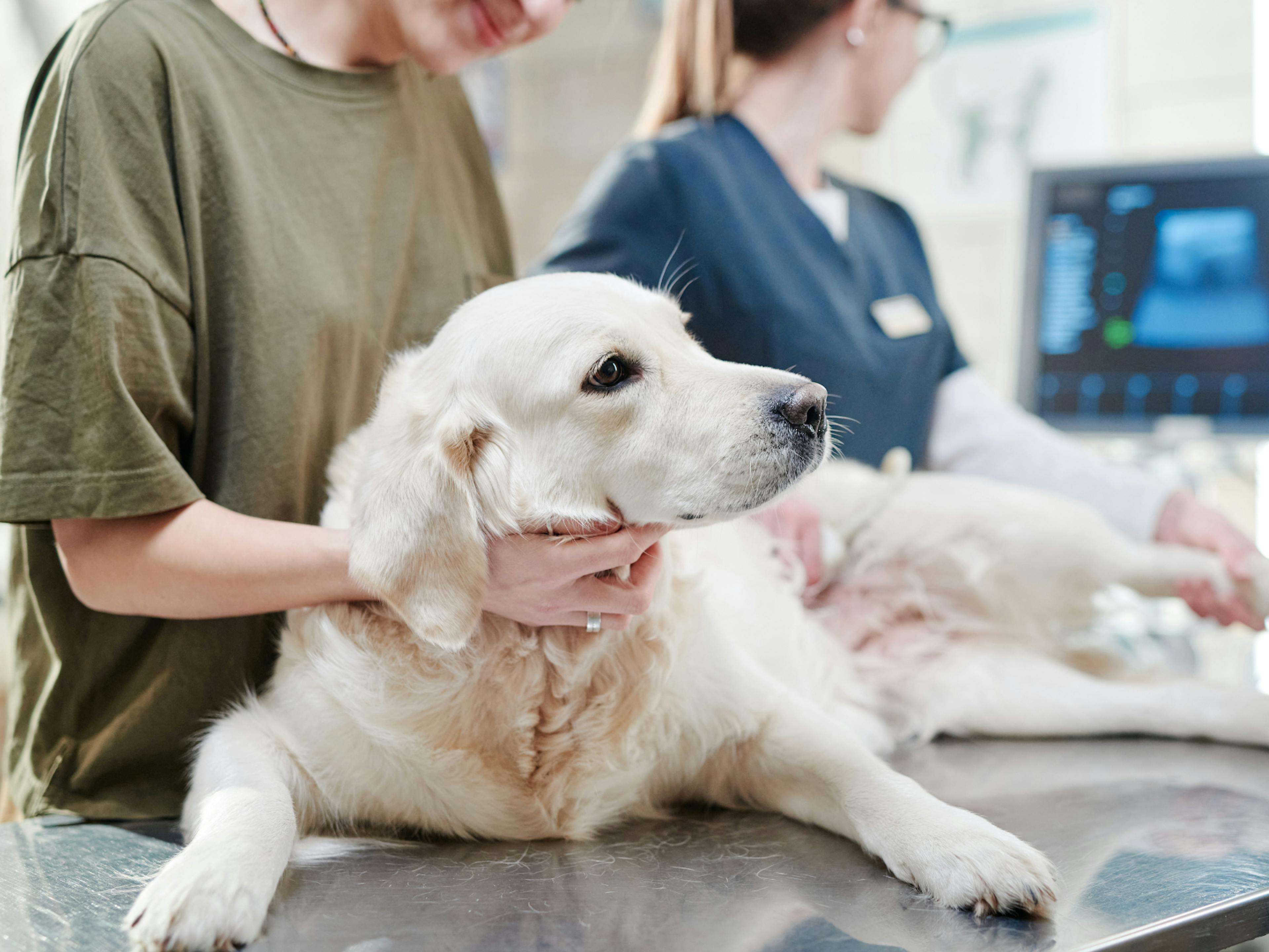 chien qui se fait osculter par une vétérinaire