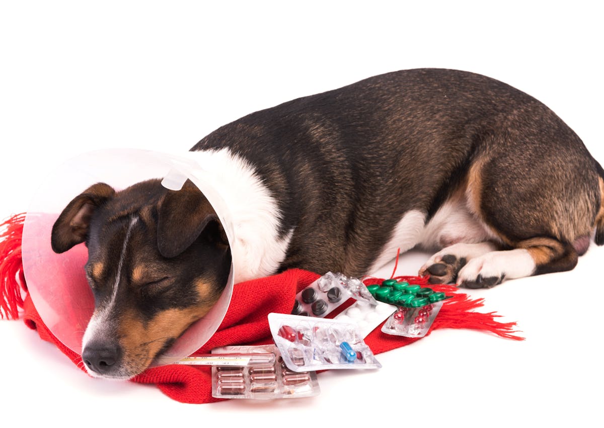 chien avec un colerette, il y a des médicament à côté de lui et il a la tête posée sur un plaid rouge
