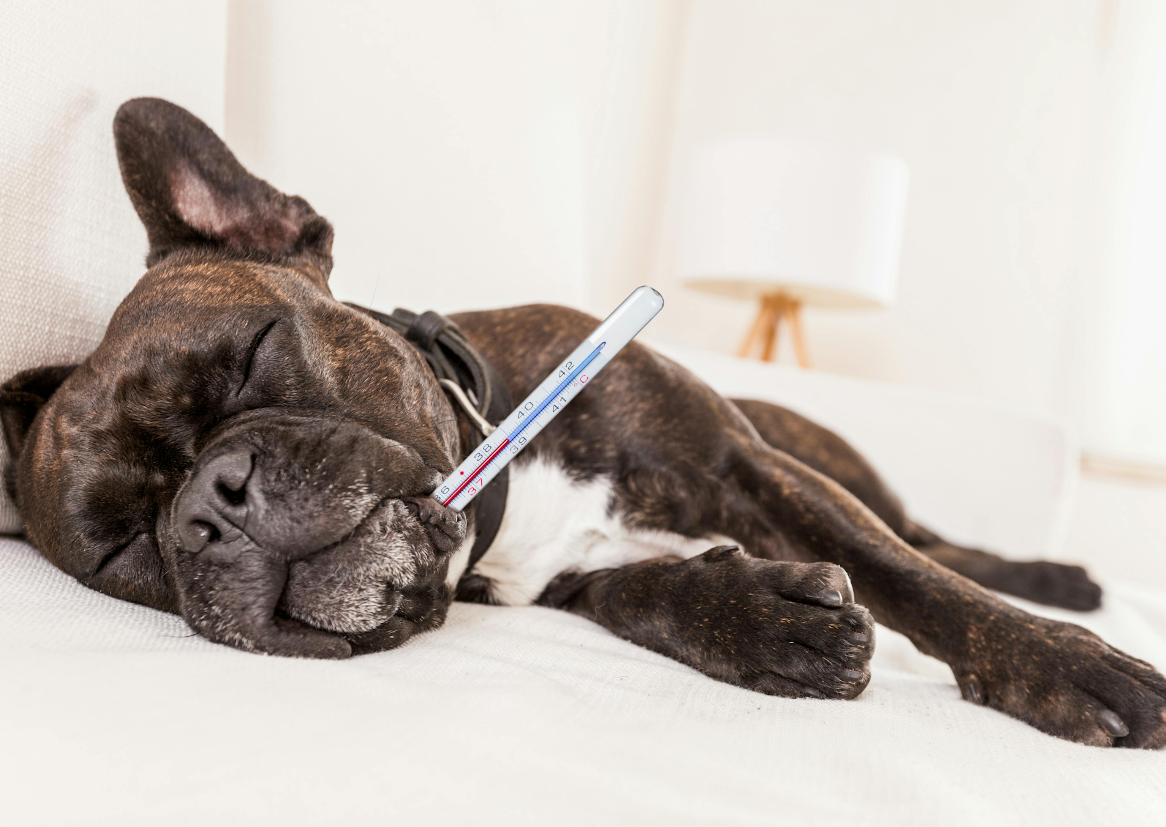 chien type bulldog avec un thèrmomètre dans la gueule