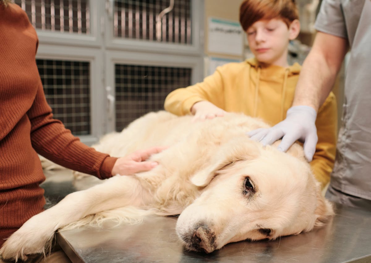 chien qui se fait osculter chez le vétérinaire, sa famille est avec lui 