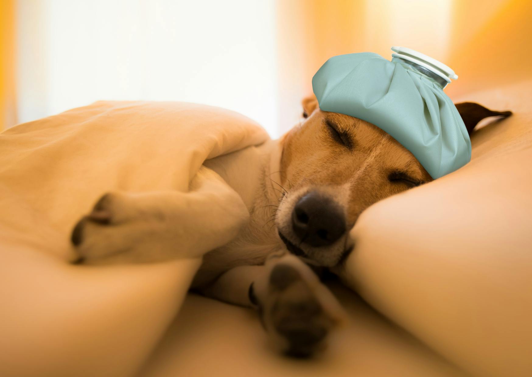 chien couché dans un lit, il y a une bouillotte sur sa tête