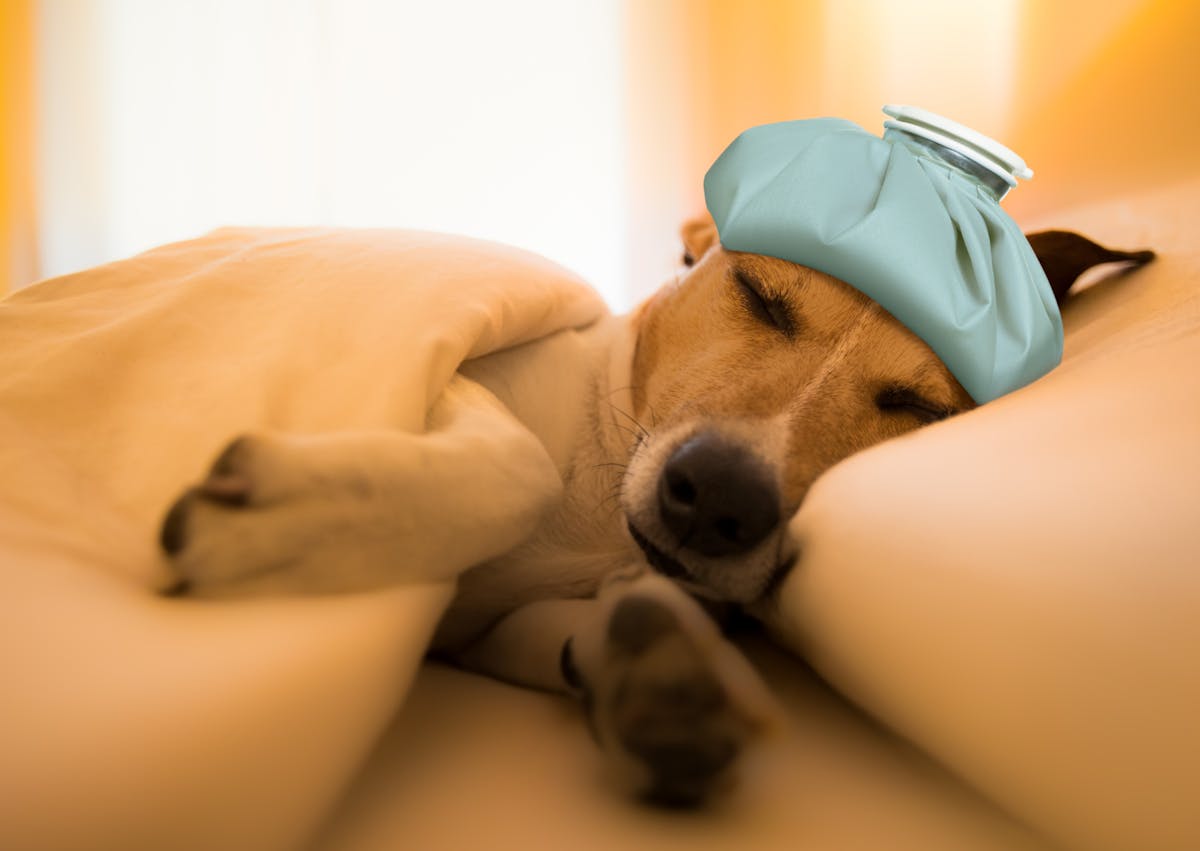 chien couché dans un lit, il y a une bouillotte sur sa tête 