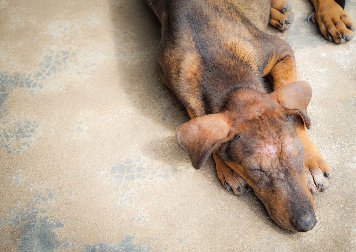 chien couché sur le sol