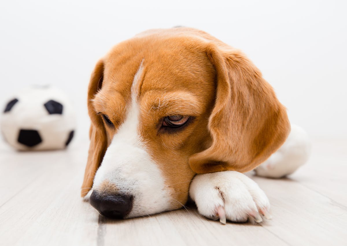 chien couché sur le sol, il semble fatigué, il y a un ballon de foot derrière lui