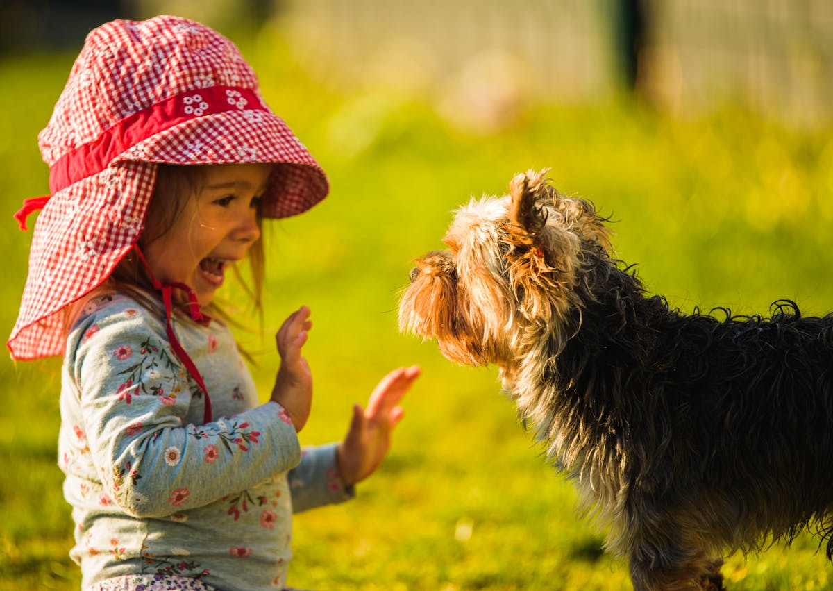 petite fille qui joue avec un yorkshire dehors dans l'herbe 
