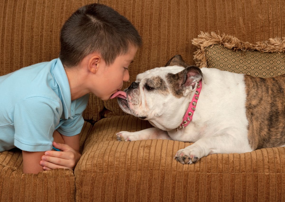 jeune garçon qui est proche d'un bulldog anglais, il le lèche