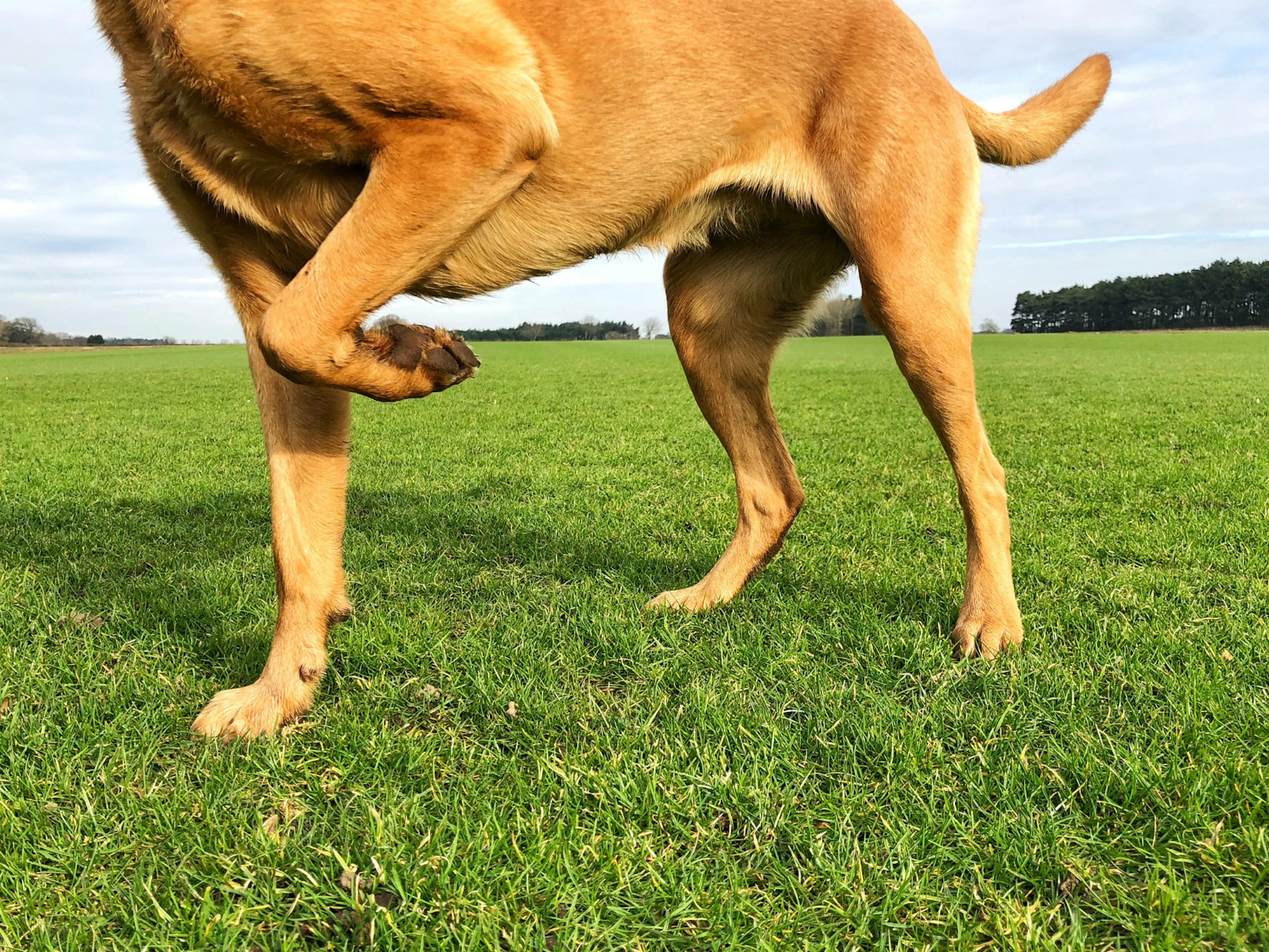 chien qui boite dans l'herbe