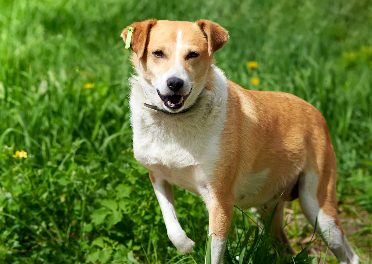 chien qui boite dans l'herbe et qui regarde l'objectif