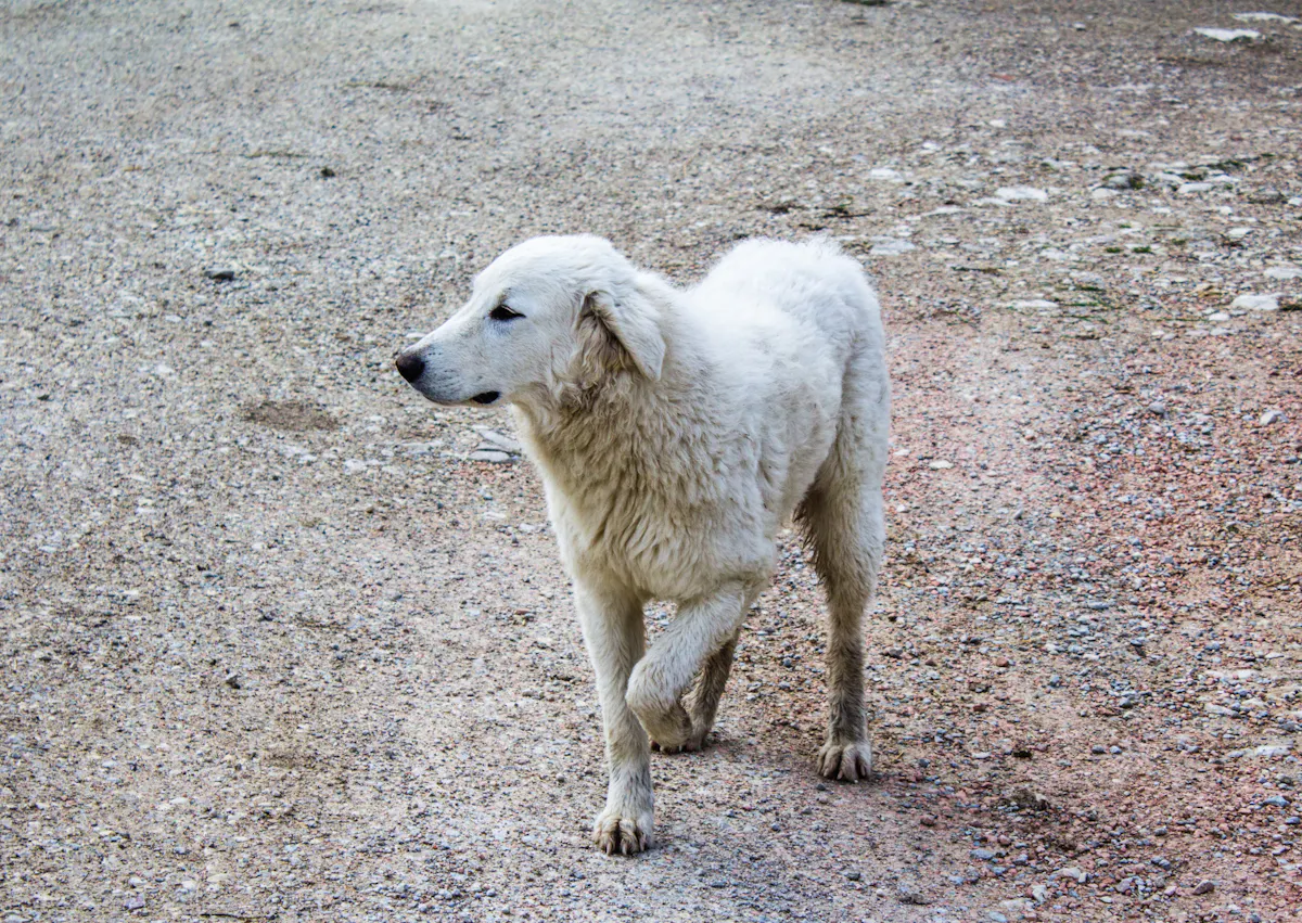 chien qui boite et marche