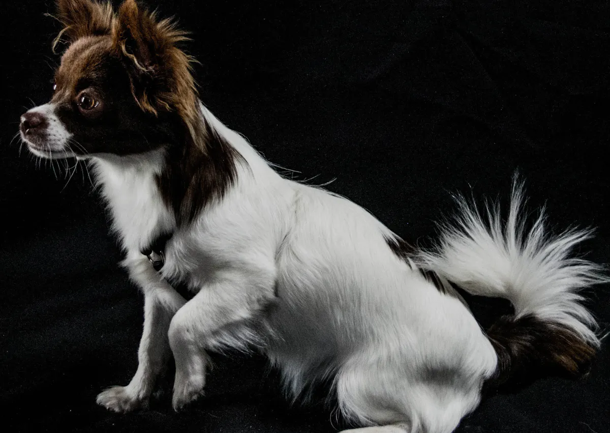 chien sur fond noir qui est assied et qui lève la patte