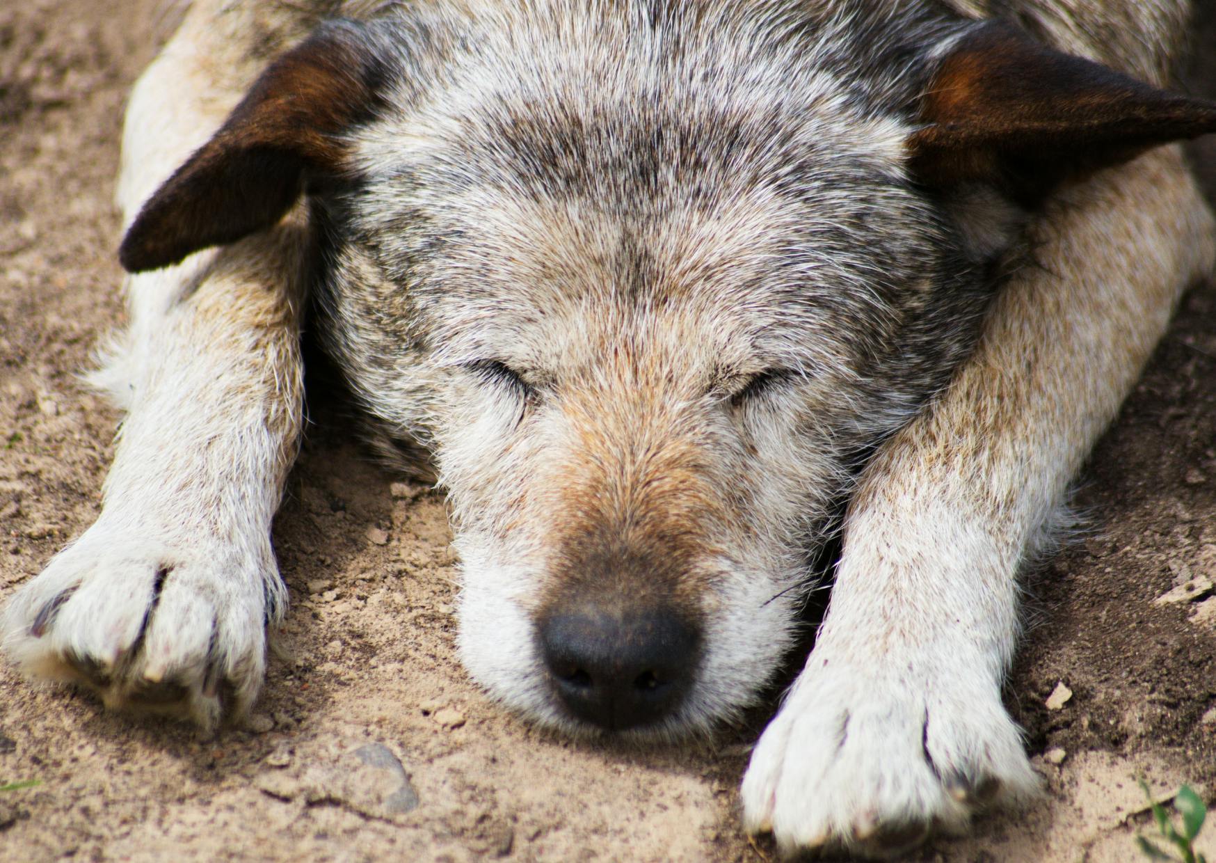 chien qui dort et qui est fatigué de boiter