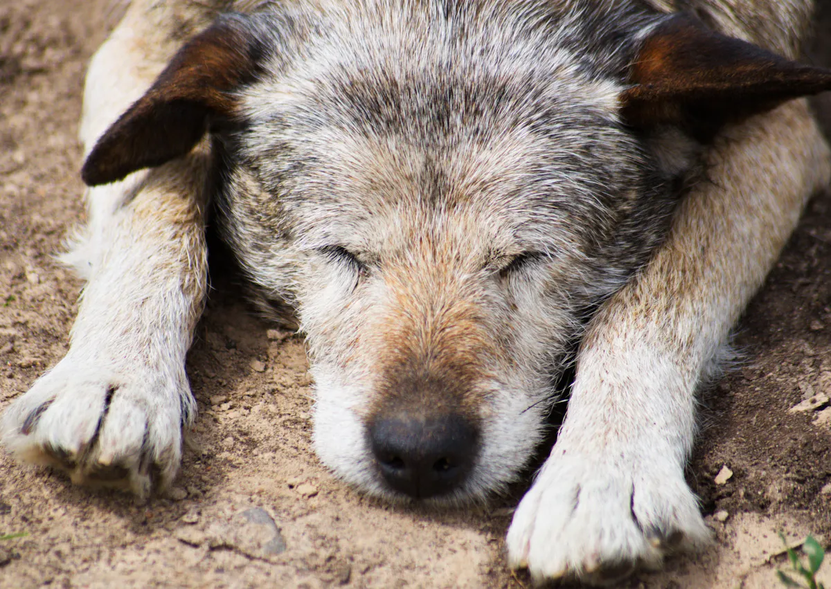 chien qui dort et qui est fatigué de boiter