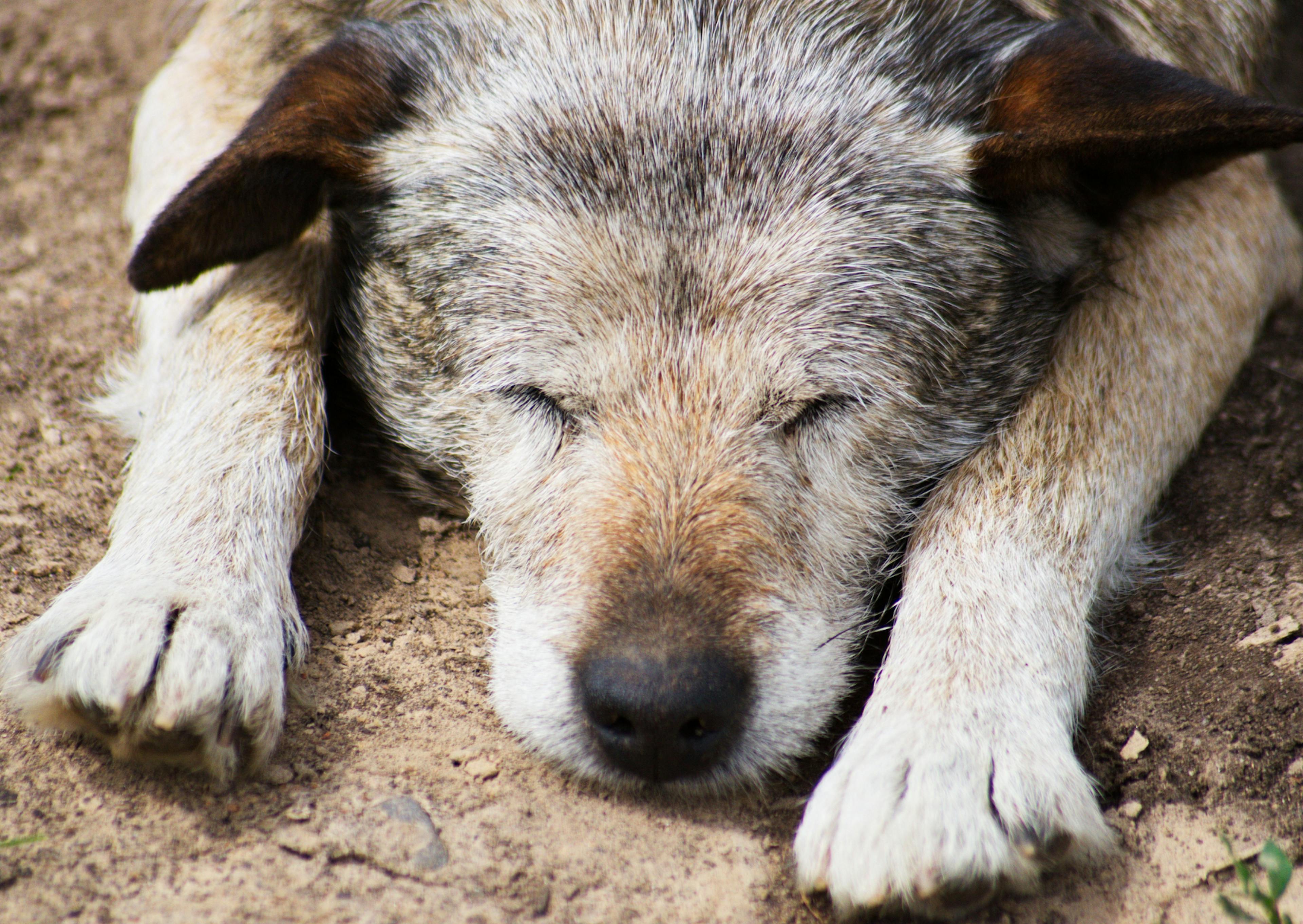 chien qui dort et qui est fatigué de boiter