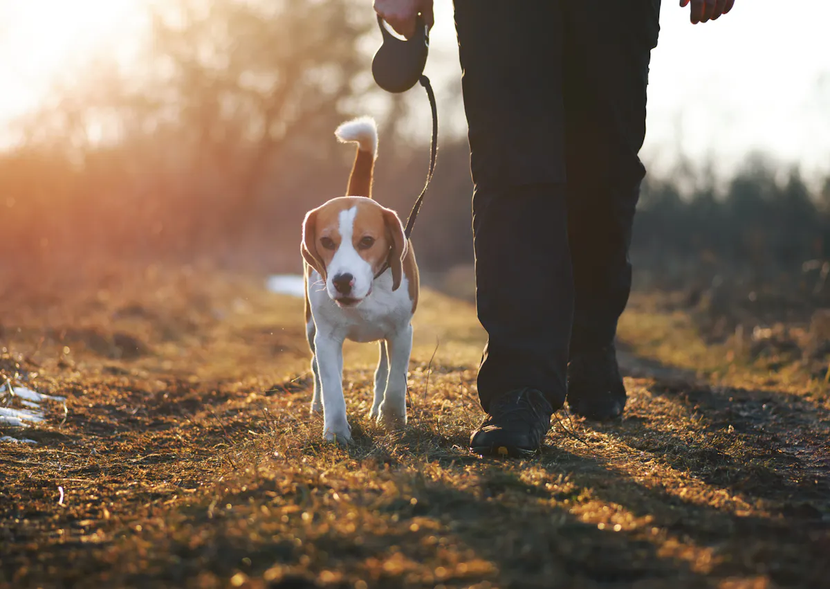 chien qui se fait promener par son maitre il a chaud