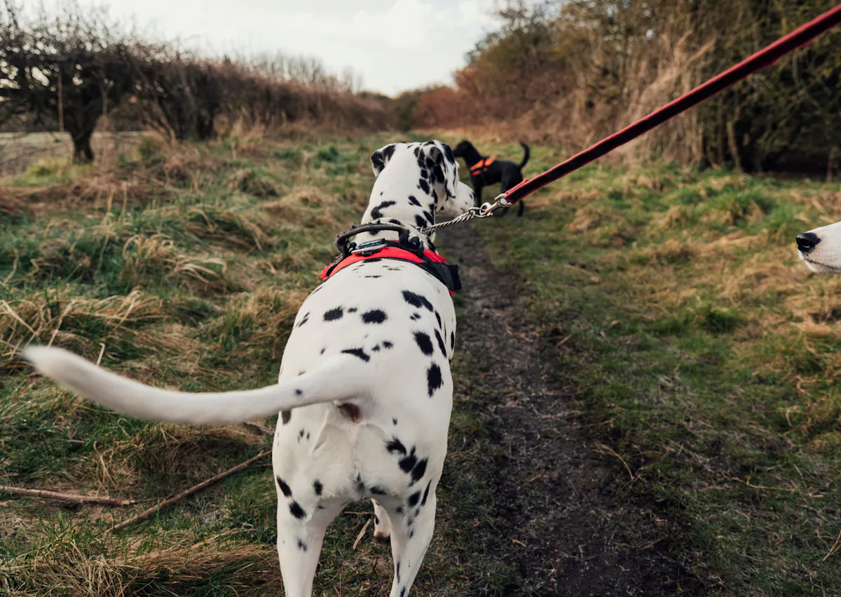 Dalmatien qui se fait promener