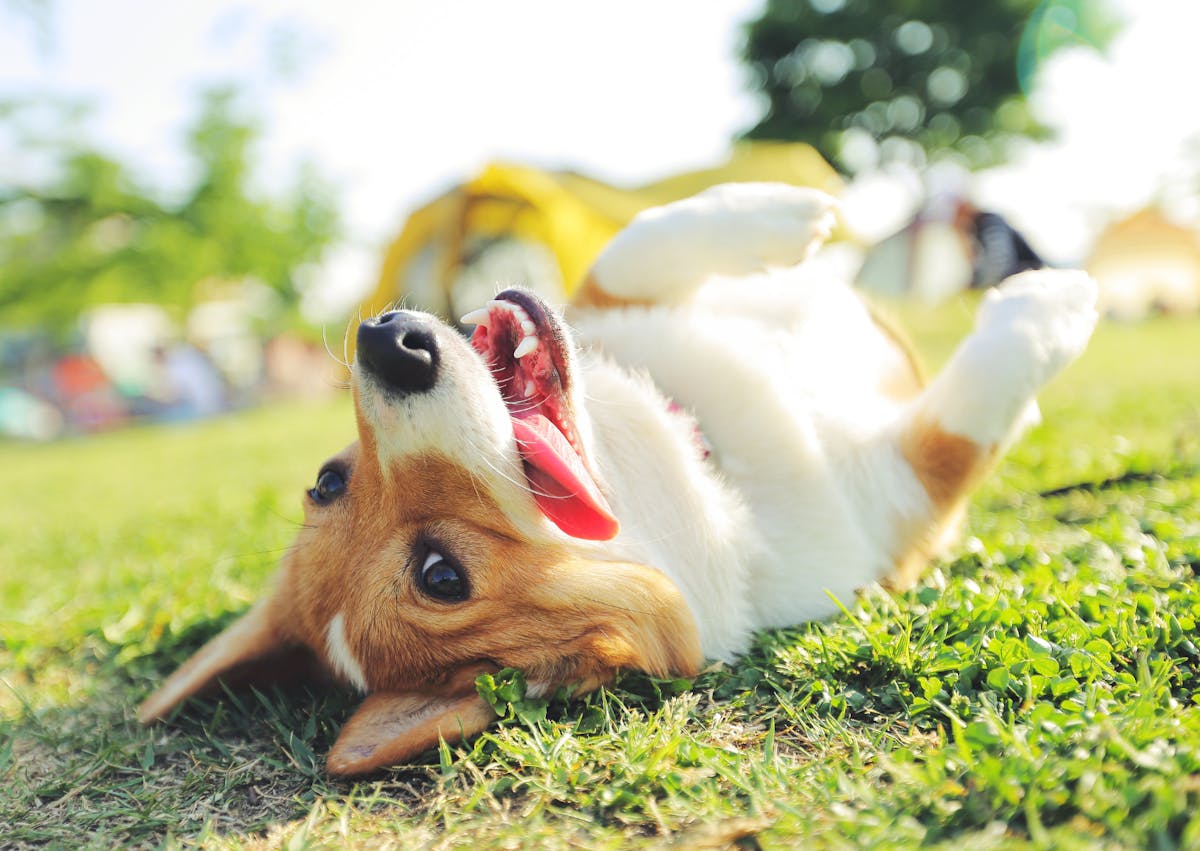 Corgi sur le dos qui tire la langue
