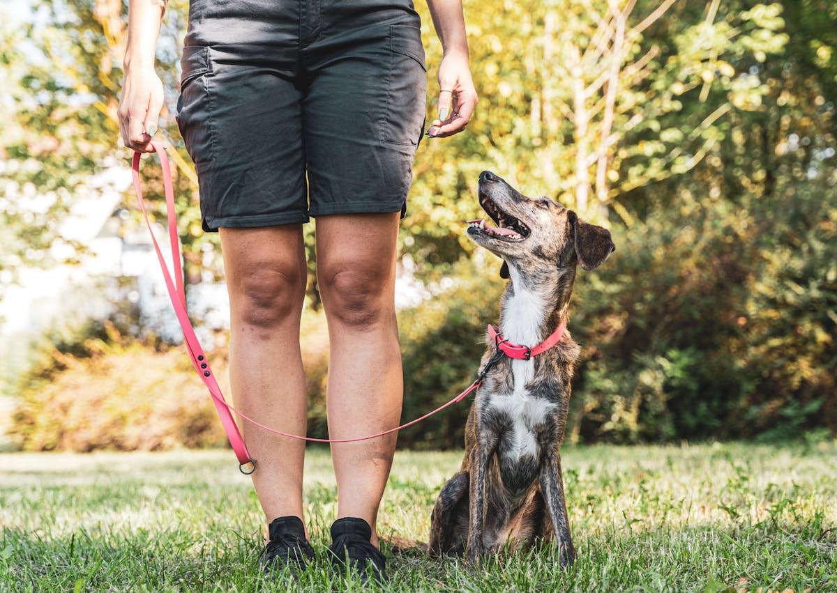 chien qui attend près de son maître
