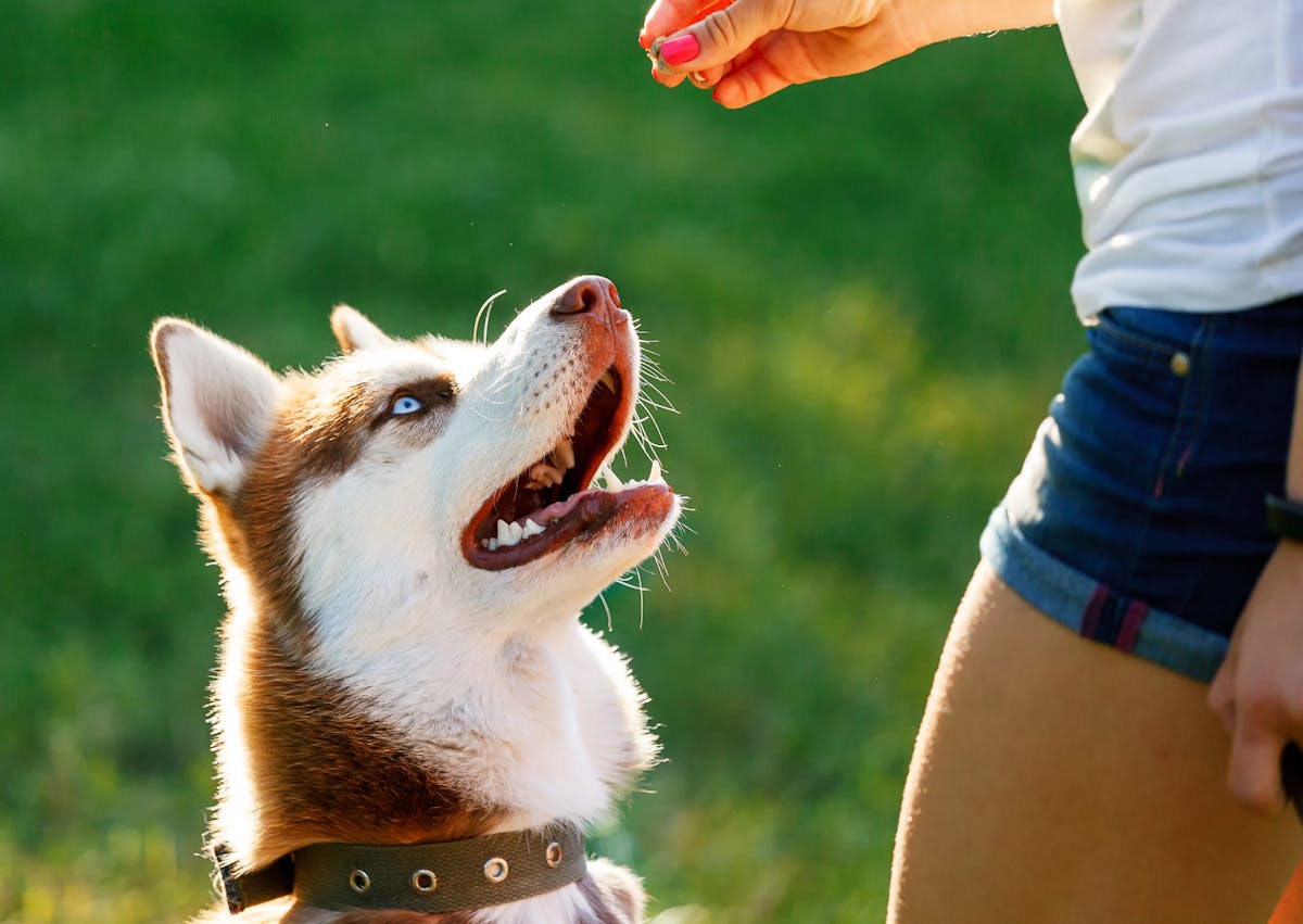 chien qui attend une friendise assis