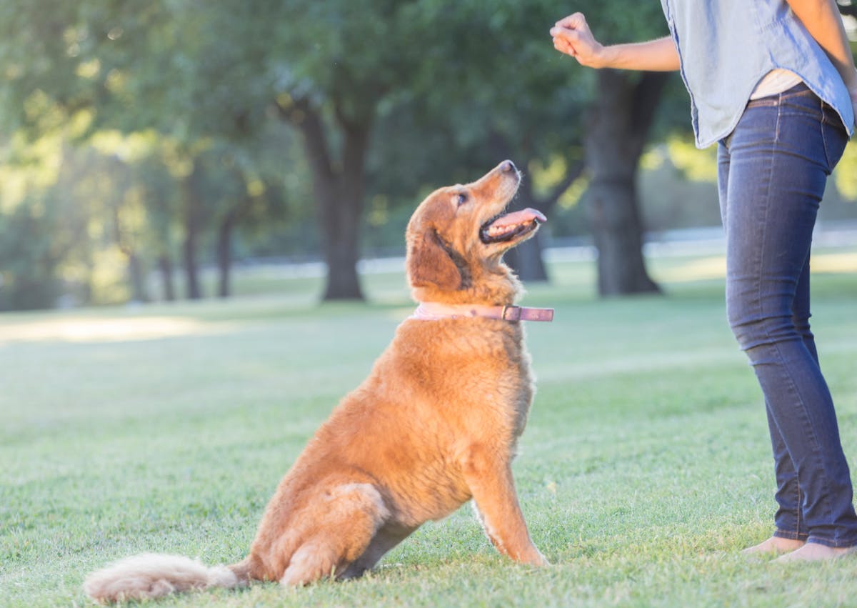 chien assis qui attend une frinadise de son maître