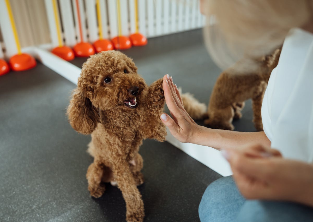 chien qui donne la patte à sa maîtresse